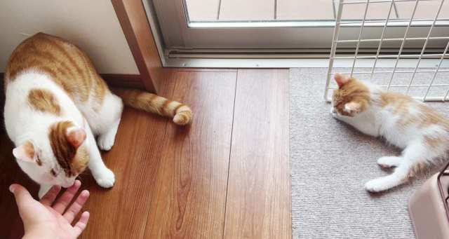 子猫のトラジャを引き取りに実家へ【ニャンとも日記⑬】R4.4.07.19
