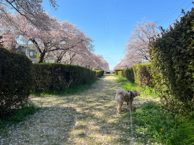 こむさんぽ♡お花見編【こむぎの成長日記⑫】R4.04.07
