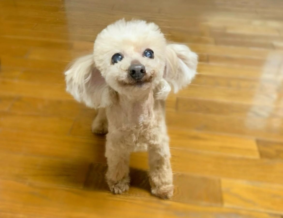真央ちゃんの愛犬エアロ虹の橋を渡るＲ6.07.25